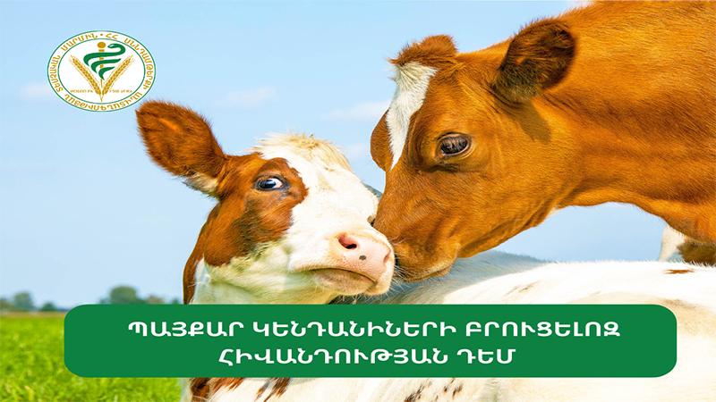 Պայքար կենդանիների բրուցելոզ հիվանդության դեմ