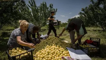 74.5% падение. Системные причины кризиса экспорта армянских сельскохозяйственных продуктов. Тигран Думикян