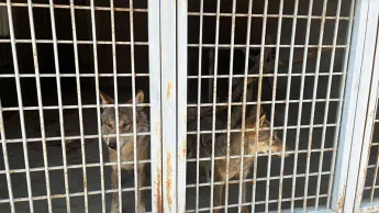 The illegally kept wolves in Tsovagyugh have been handed over to the care of specialists, according to the BNTM.